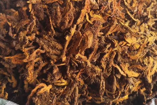 黄连的外观，根状茎呈黄色、密生须根
