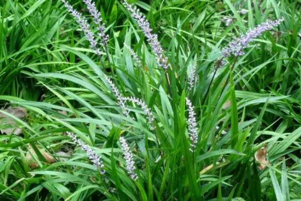 单子叶植物相关介绍，大部分属于草本植物