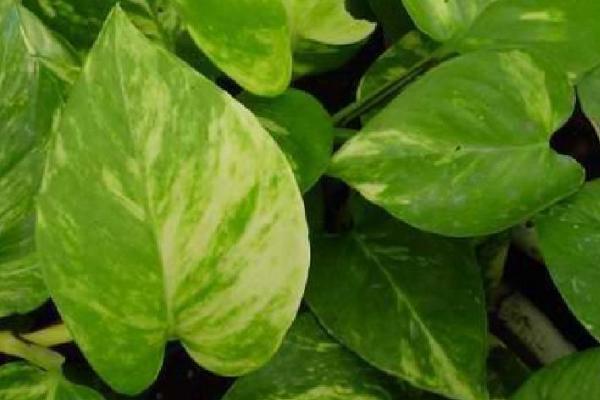单子叶植物相关介绍，大部分属于草本植物