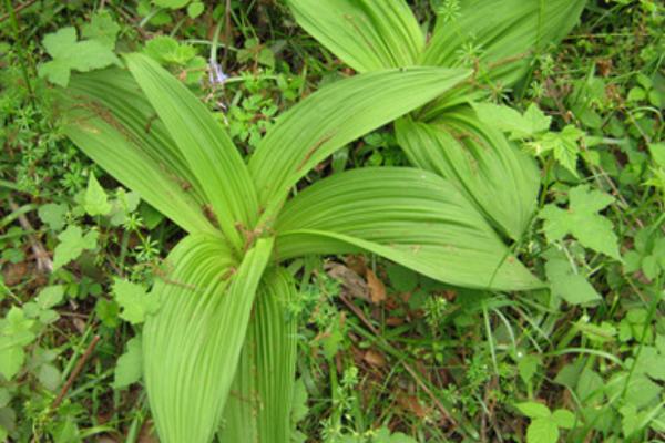 单子叶植物相关介绍，大部分属于草本植物