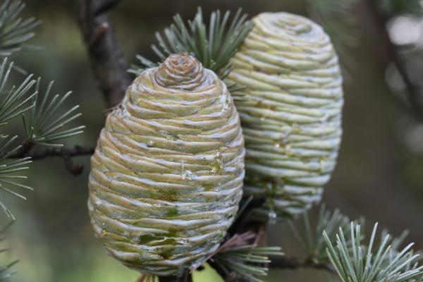 单子叶植物相关介绍，大部分属于草本植物
