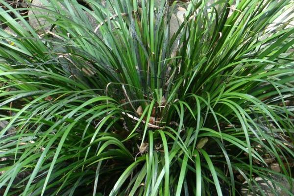 单子叶植物相关介绍，大部分属于草本植物