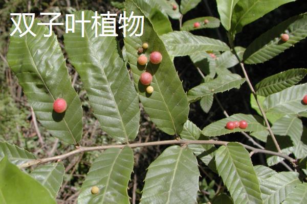 单子叶植物与双子叶植物有什么区别，前者具有1枚子叶、后者具有2枚子叶