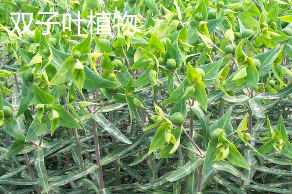 单子叶植物与双子叶植物有什么区别，前者具有1枚子叶、后者具有2枚子叶