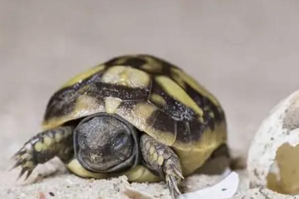 有哪些常见的群居动物，包括昆虫、食草动物、鸟类等品种