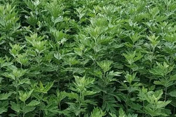 艾草是什么植物，属多年草本植物或亚灌木