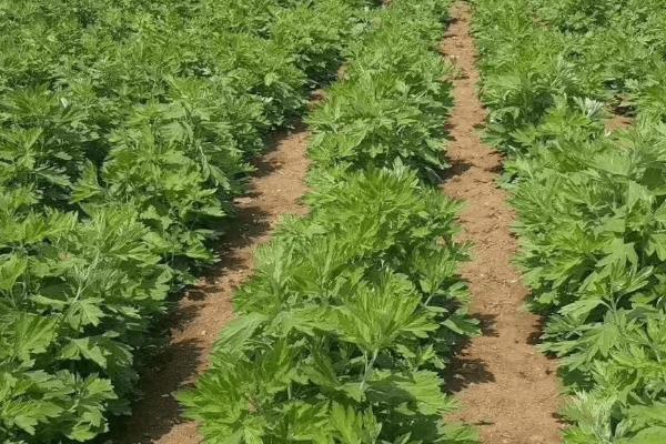 艾草是什么植物，属多年草本植物或亚灌木