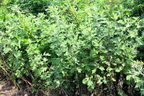 艾草是什么植物，属多年草本植物或亚灌木