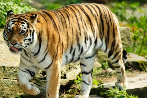 老虎的相关介绍，属于猫科、豹属、虎亚属哺乳动物的统称