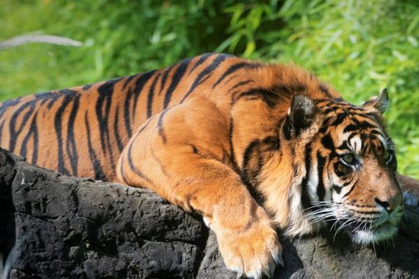老虎的相关介绍，属于猫科、豹属、虎亚属哺乳动物的统称