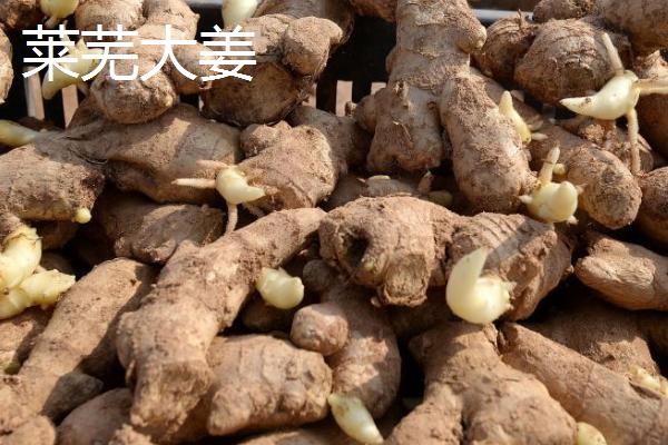 生姜简介，是姜属多年生草本植物