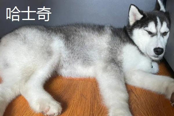 哈士奇和阿拉斯加犬的区别，性格、体型均不同