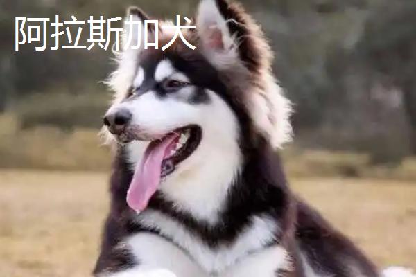 哈士奇和阿拉斯加犬的区别，性格、体型均不同