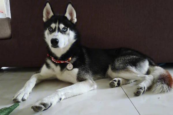 哈士奇和阿拉斯加犬的区别，性格、体型均不同