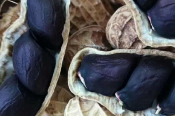 黑花生的简介，也叫黑皮花生、可作为干果食用