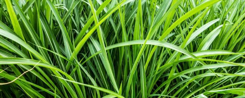 岩兰草是什么，是多年生粗壮草本植物