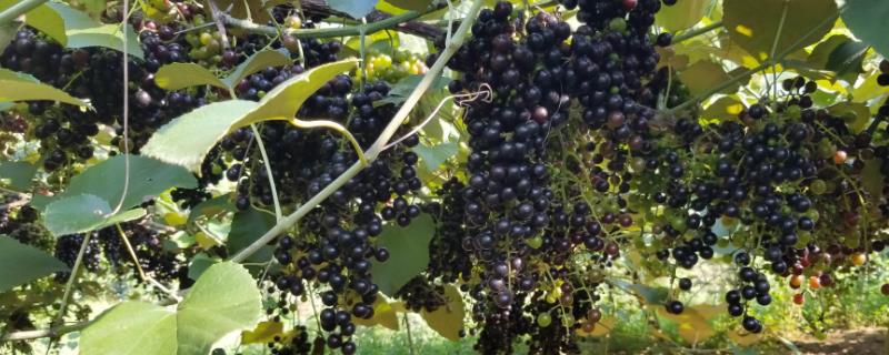 什么是山葡萄，属于鼠李目、葡萄科、葡萄属植物