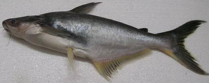 巴沙鱼简介，是原产于湄公河流域的淡水鱼类