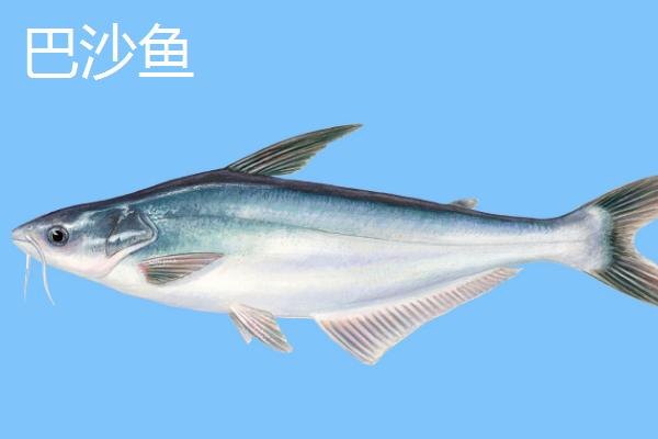 巴沙鱼简介，是原产于湄公河流域的淡水鱼类