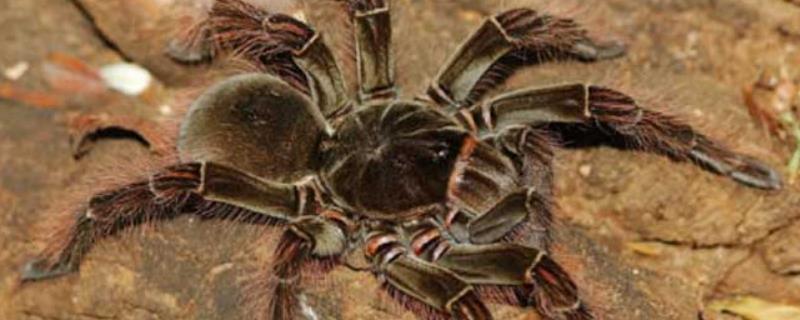 亚马逊巨人食鸟蛛简介，是世界上最大的蜘蛛
