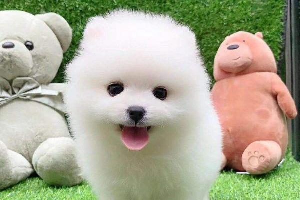 茶杯犬简介，是起源于美国的宠物狗