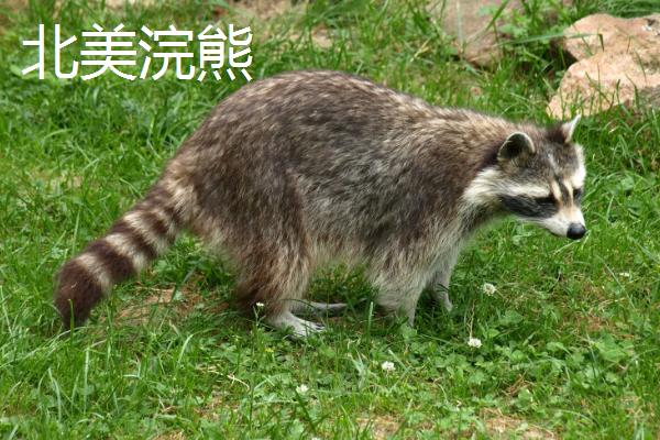 什么是反刍动物，具有反刍行为、可将胃中的食物返回嘴里再次咀嚼