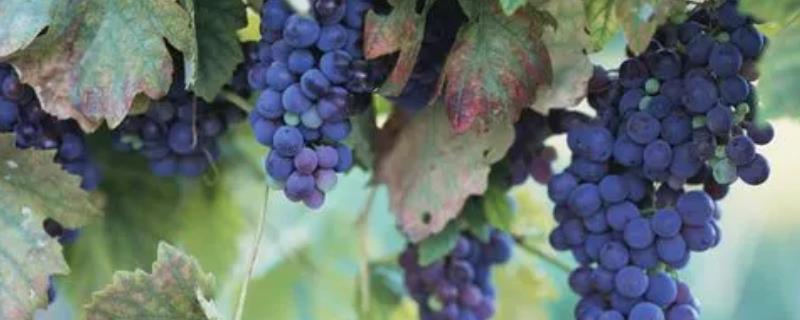 葡萄相关介绍，是葡萄科、葡萄属木质藤本植物的统称