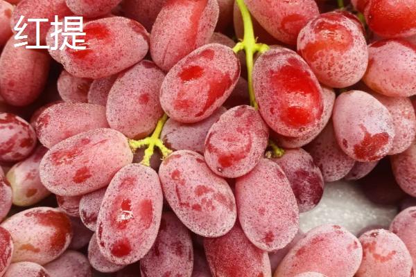 葡萄相关介绍，是葡萄科、葡萄属木质藤本植物的统称