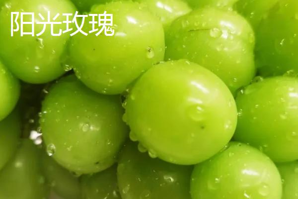 葡萄相关介绍，是葡萄科、葡萄属木质藤本植物的统称