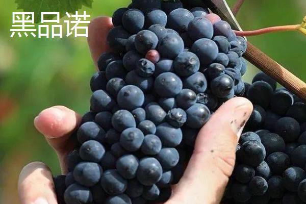 葡萄相关介绍，是葡萄科、葡萄属木质藤本植物的统称