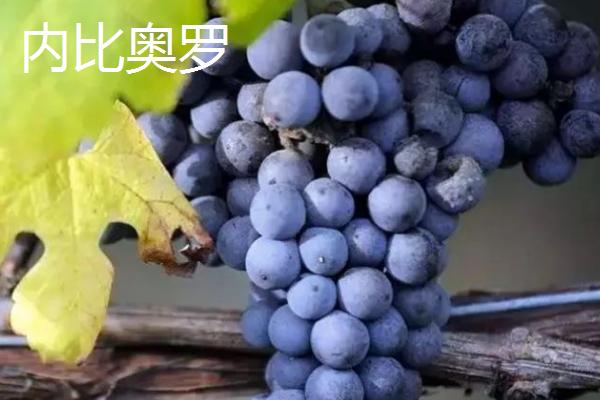 葡萄相关介绍，是葡萄科、葡萄属木质藤本植物的统称