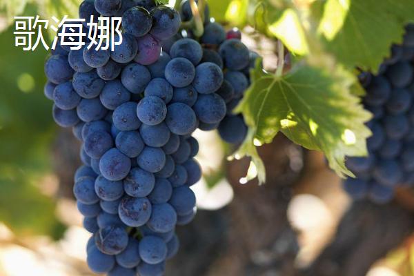 葡萄相关介绍，是葡萄科、葡萄属木质藤本植物的统称