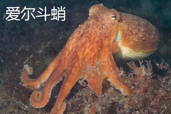 章鱼的血液是不是呈蓝色，一般呈蓝色、因为组成血红蛋白的金属元素是铜