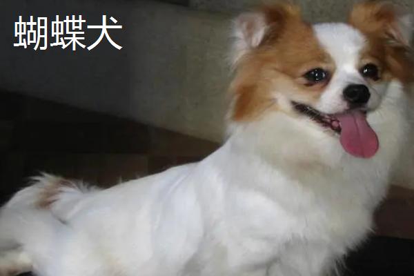 狗狗的寿命，通常为10-18年左右