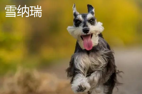 狗狗的寿命，通常为10-18年左右