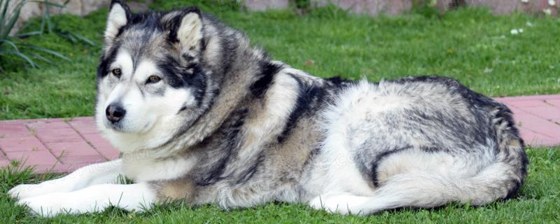 阿拉斯加雪橇犬的食物，一般以狗粮为主食
