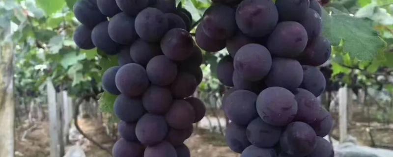 巨峰葡萄相关介绍，属于杂交种、原产于日本