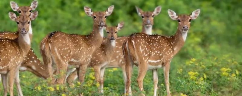 关于鹿的介绍，属于偶蹄目、鹿科动物的统称