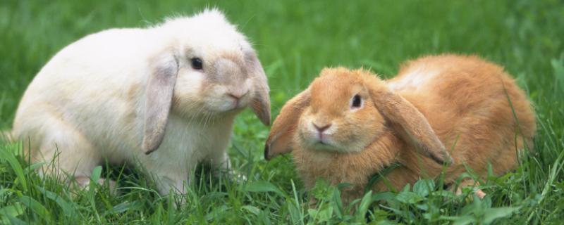荷兰垂耳兔可以活多久，一般可存活5-12年左右