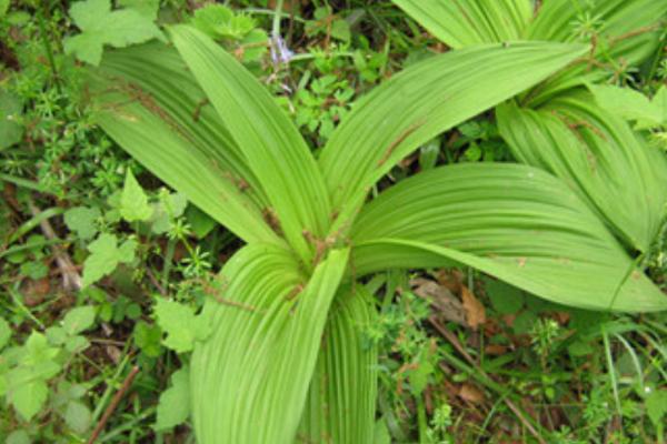 双子叶植物相关介绍，通常具有2枚子叶