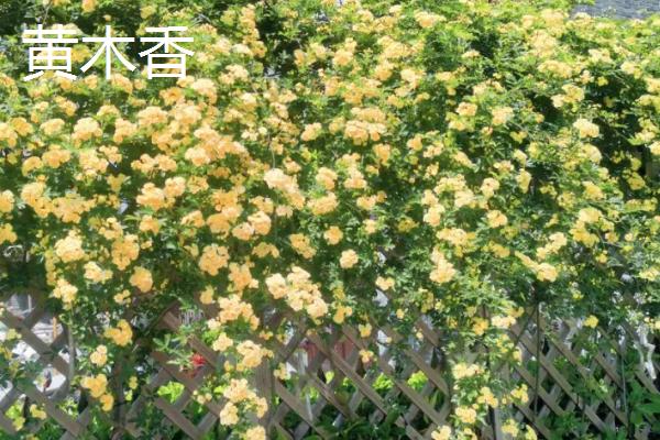 不能种植木香花的原因，迷信说法是会引来鬼魂缠身