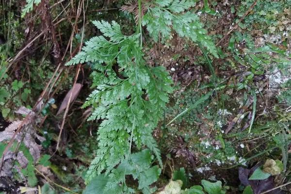 土黄连的简介，属于毛茛目、小檗科植物