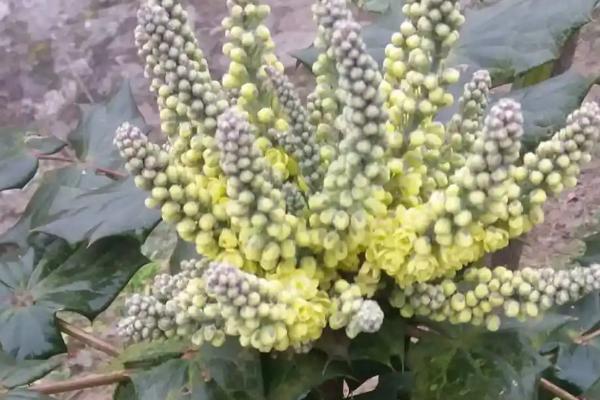 土黄连的简介，属于毛茛目、小檗科植物