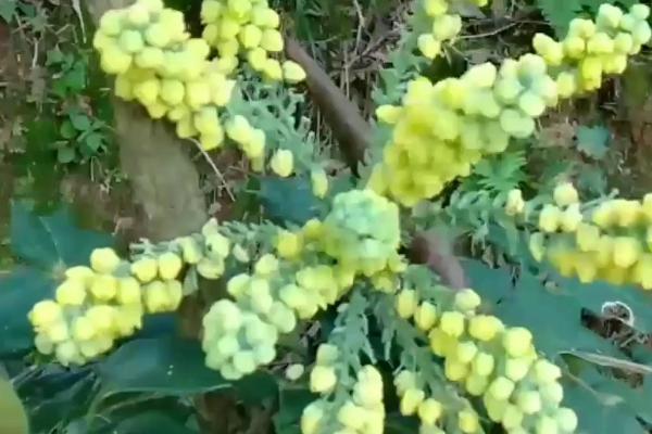 土黄连的简介，属于毛茛目、小檗科植物