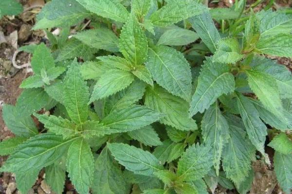 土黄连的简介，属于毛茛目、小檗科植物