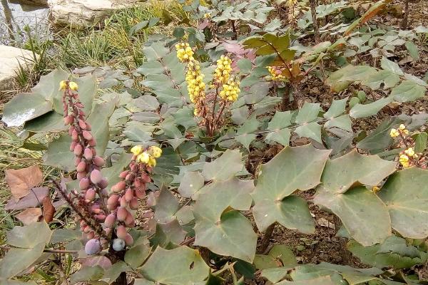 土黄连的简介，属于毛茛目、小檗科植物