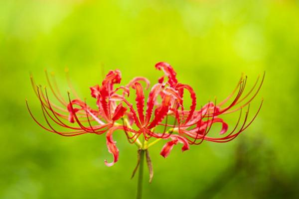 彼岸花的开放时间，一般为7-9月份