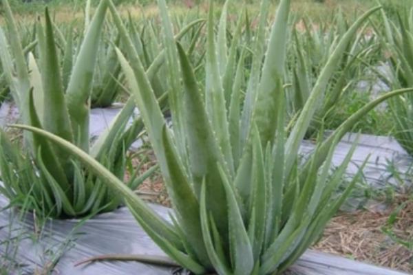 药用植物相关介绍，泛指可供药用或作为制药原料的植物
