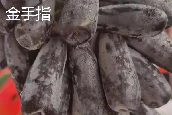 大泽山葡萄的简介，具有穗大粒饱、色泽鲜艳、皮薄肉嫩等特点