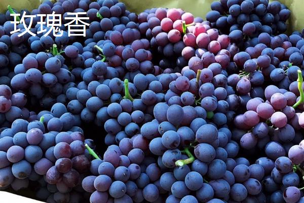 大泽山葡萄的简介，具有穗大粒饱、色泽鲜艳、皮薄肉嫩等特点